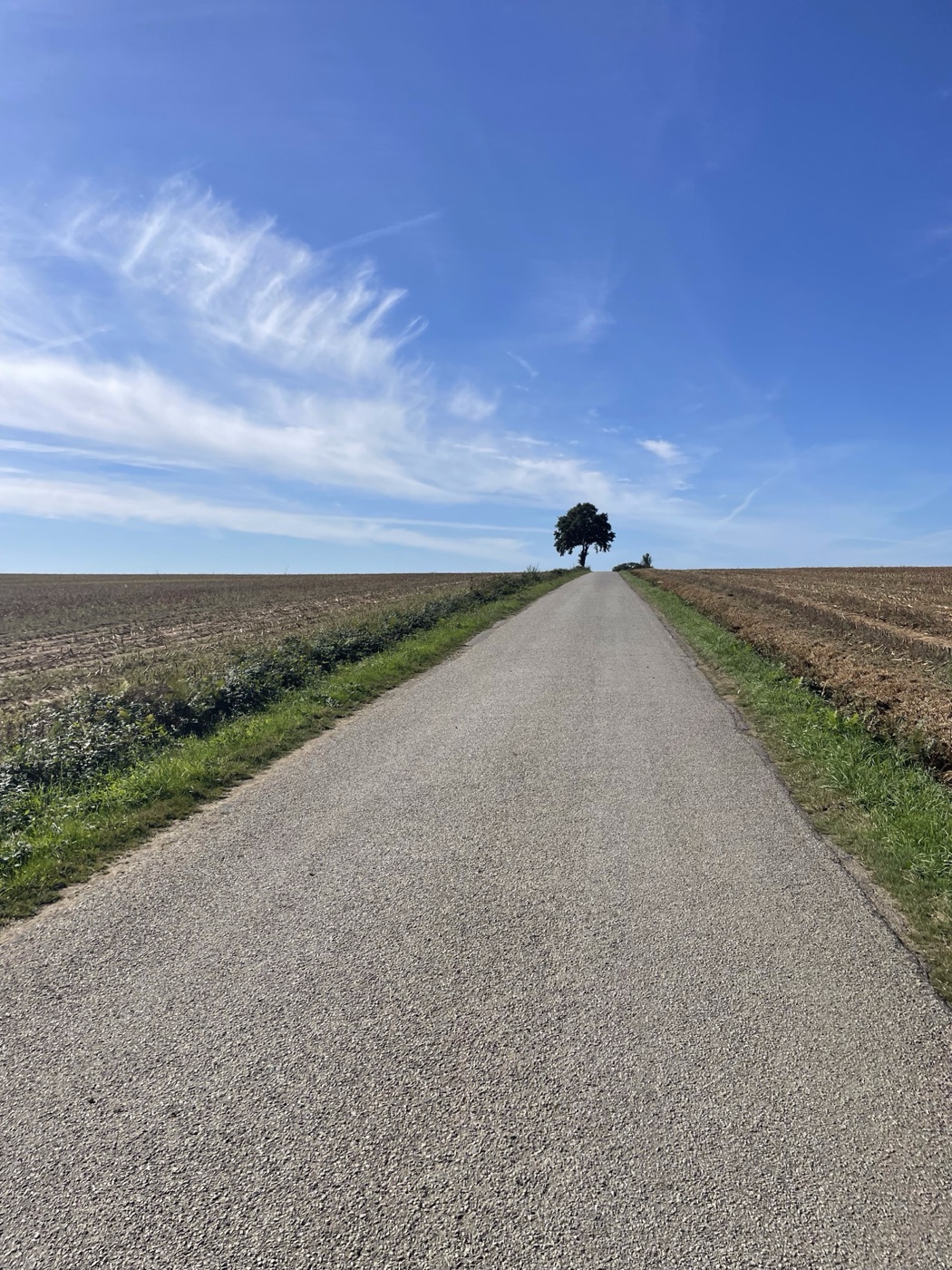 Een kaarsrechte weg door de velden met een enkele boom aan het eind